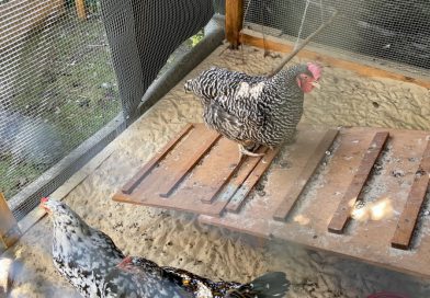 Brennender Gartenschuppen – Vier Hühner gerettet