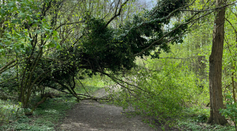 Umgestürzter Baum am Meschesee